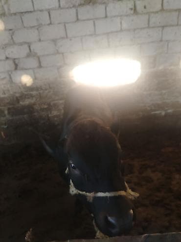 satdiq danalar: Salam aleykum kim isdese desin super kök 2 baş erkey danalarımız dı — 4