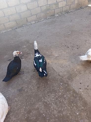 Mal-qara: Tecılı satlir xayiş edirəm boş boş yazmayın ciddi olan buyursun — 2