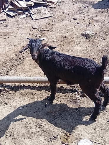 keci sudluk: Qara rəngli gənc keçi – buynuzlu, qısa quyruqlu, möhkəm bədən quruluşu — 2