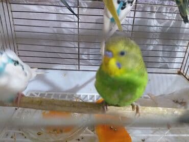 cocker spaniel qiymeti: Quşlar 10azn.akiv saglamdilar — 8