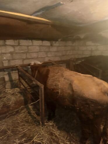 Kənd təsərrüfatı quşları: Dişi, il: 3, Ətlik, Ünvandan götürmə — 5