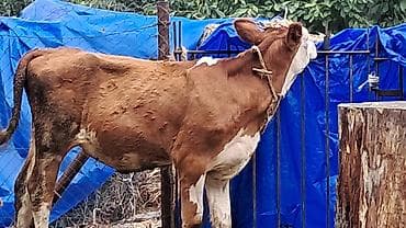 inək sortları: Beş aylıq təmiz qan smental düyə satılır — 2