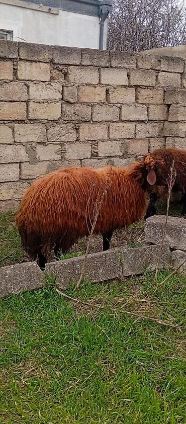 Dovşanlar: Dişi morkaravan cinsi qoyun satılır damazliq 1 il2 ayliqdi ciddi — 3