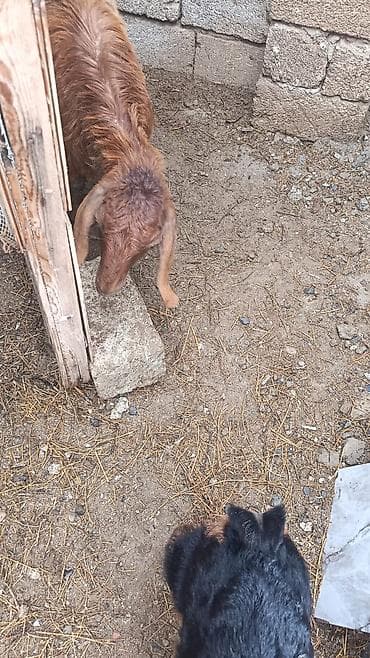 donuz satisi: Nubian tipli qəhvəyi ana keçi və onun balası satılır. Helep ana bala — 5