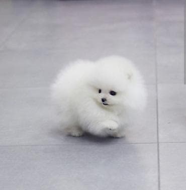 zvanok it satilir: Şpitz, 2 ay, Sənədli — 1