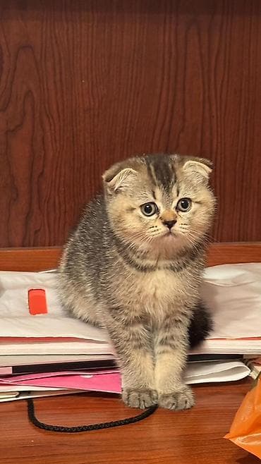 fars pisiyi: Şotland yastı qulaq — 1