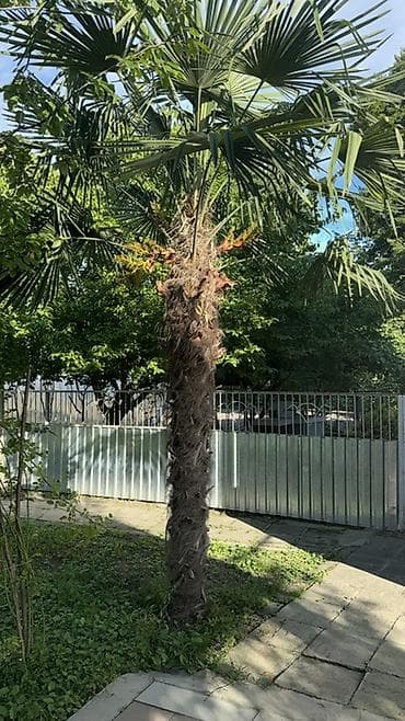 kivi agaci: Trachycarpus fortunei (yelpik formalı yarpaqlı xurma palmaları) – — 7