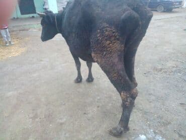 cücə satışı: Satılır — 3