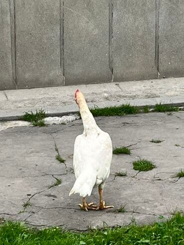 Toyuq, Damazlıq lalafo.az -da Toyuq, Damazlıq