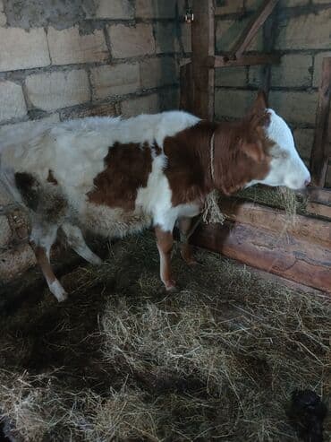tap az ev heyvanlari: Cins heyvandı.Yanında balası ilə və qarnında 6 aylıq balası ilə — 6