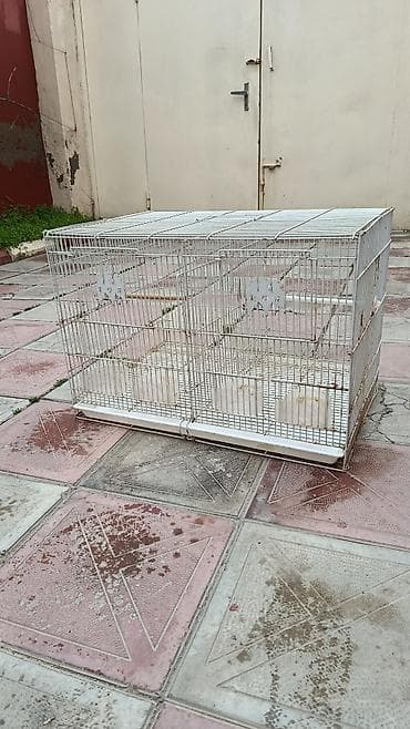 arı satisi: Quş qəfəsi ara kəsmə 60 sm. unvan Bileceri.a whatsapp aktivdir kesiyi — 1