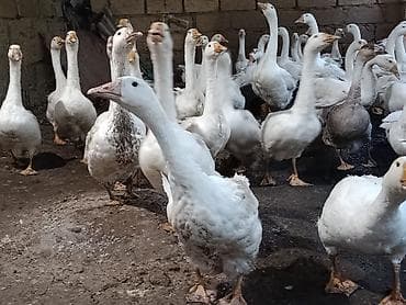 sort qazlar: Dişi, | Linda, Damazlıq, Ünvandan götürmə — 4