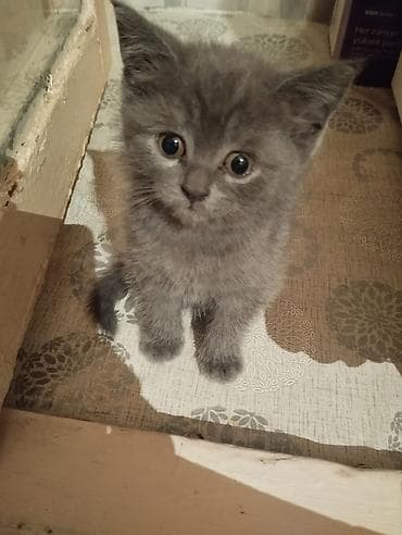 Heyvanlar: Şotland yastı qulaq — 5