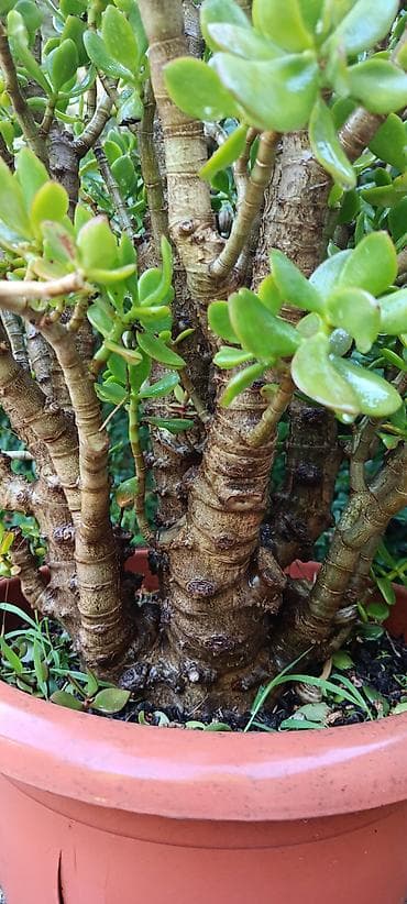 Комнатные растения: Bitki: Crassula ovata (Pul ağacı, Jade Plant) – iri, çoxgövdəli nümunə — 2