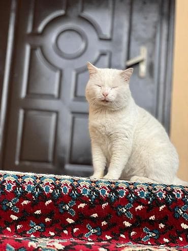 ağ pişiklər: Erkək, Yaxşı əllərə, Pulsuz çatdırılma — 3