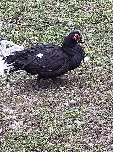 Cücələr: Satılır: Zumurud erkeyler 1 denesi 80 manat cavan. Damazdiq — 4