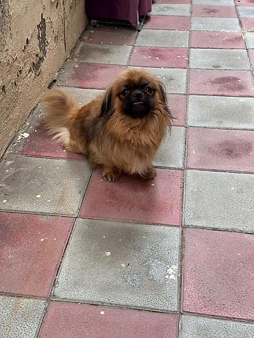 tap az ev heyvanlari: Pekingese ev itidi peyvəndide olunub — 8