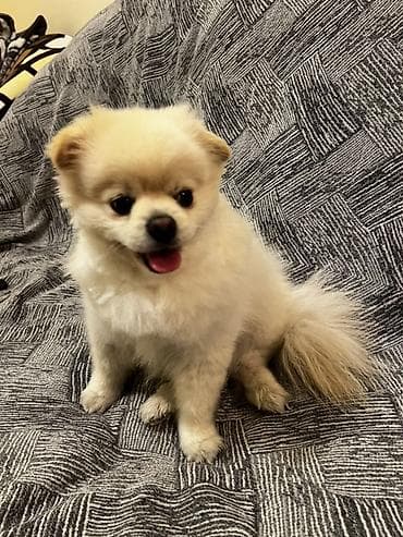 pomera: Şpitz, 1 il, Erkek, Peyvəndli — 1