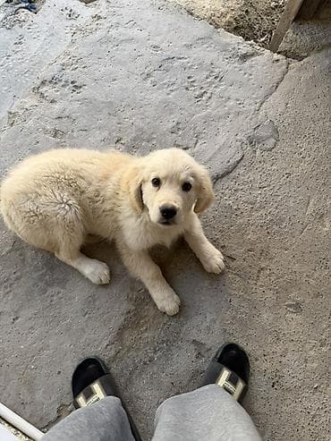 İtlər: Retriever, 3 ay, Erkek, Peyvəndli, Ünvandan götürmə — 7