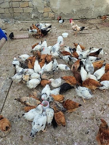 ucuz toyug: Toyuq, Adler, Kuçin, Damazlıq, Ünvandan götürmə — 1