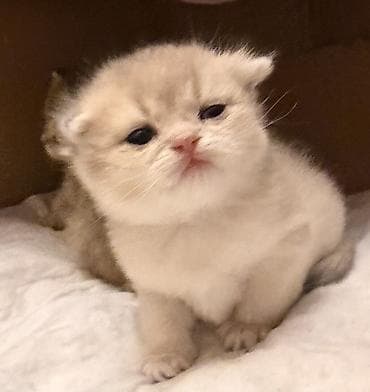 baki heyvan satisi: Britan, Dişi — 6