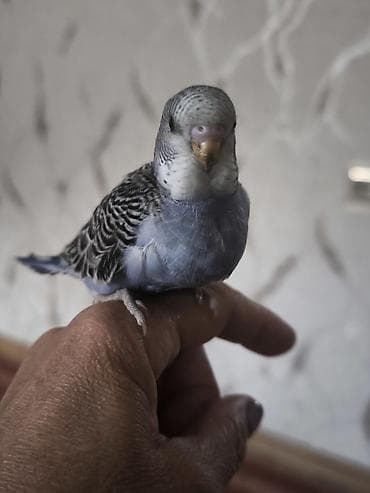 tutuquşlar: Məhsul: Dalmatin naxışlı, mavi çalarları olan dalğalı tutuquşu — 2