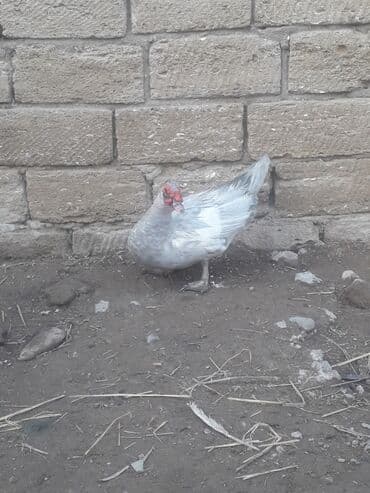 Bildirçin: Macar lavanda ordeyleri 3 eded xoruz ordeyin 1i 50 manat — 5