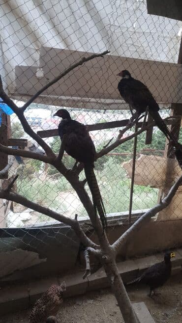 ordekler haqqinda melumat: Qırqovul qafqaz və rumın,1il 6ay-30azn — 2