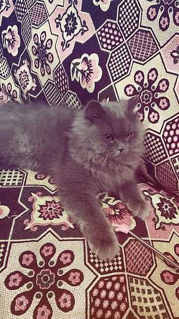 sotland pisiyi satilir: Yaxşı əllərə — 4