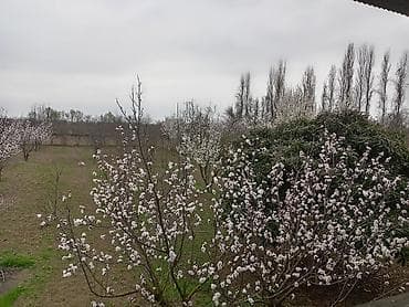 Kənd təsərrüfatı lalafo.az -da Kənd təsərrüfatı