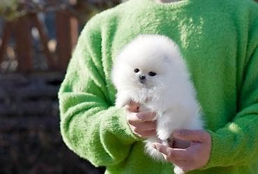 Şpitz, 1 ay lalafo.az -da Şpitz, 1 ay