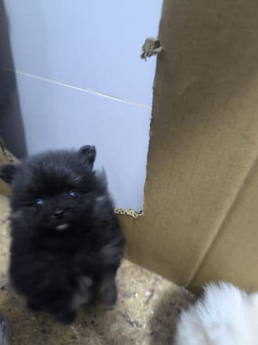 собака шпиц: купить: Məhsul: Kiçik ölçülü spitz (Pomeranian tipli) balaları Xüsusiyyətlər — 3