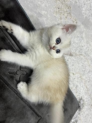 munchkin pişik: Britan — 2