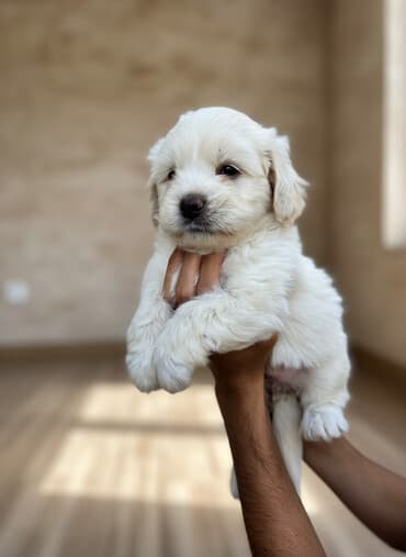 шпиц бу: 2 месяца, Самка, Платная доставка — 1