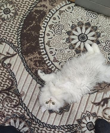 ucuz pişik: Şinşilla, Dişi — 2