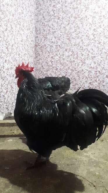 Heyvanlar üçün mallar: Avstrolop mayali yumurta. Deneynen.1.50qep kasetnen.40 azn Bawqa — 4