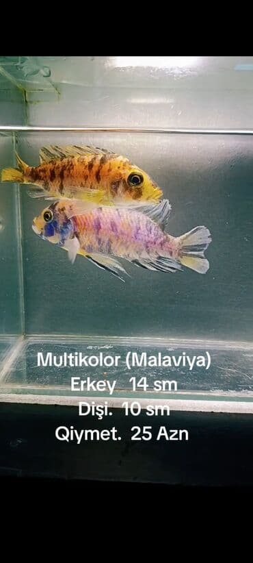 baliqlarin qiymeti: Multikolor (Malaviya). Erkey. 14. sm. Dişi. 10 sm. Qiymet. 25 — 1