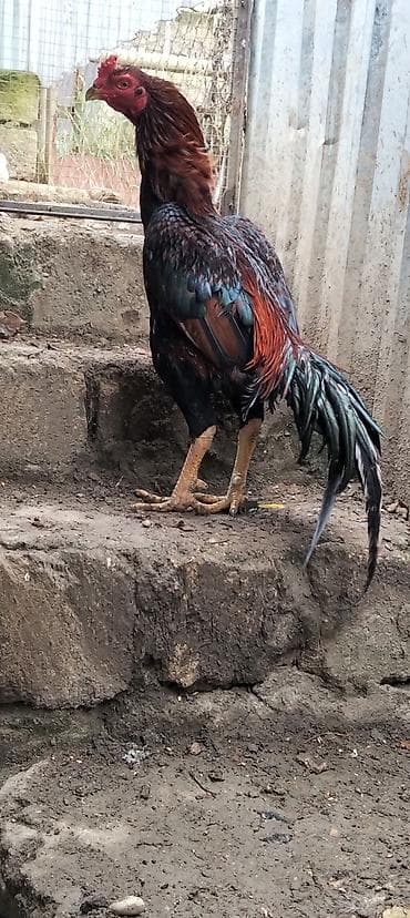 Gəmiricilər: Toyuq, Damazlıq — 3