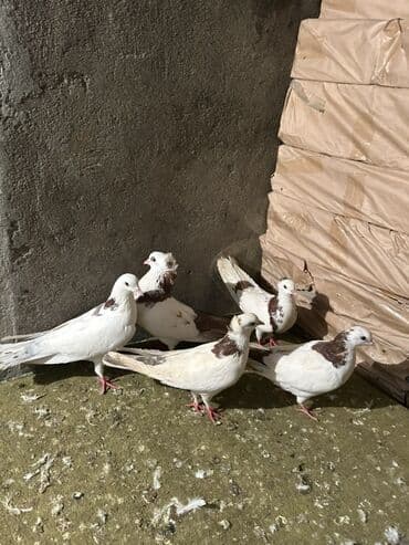 Digər heyvanlar: Məhsul: Poçt/oyun göyərçinləri dəsti - Növ: Göyərçinlər (ağ rəng — 3