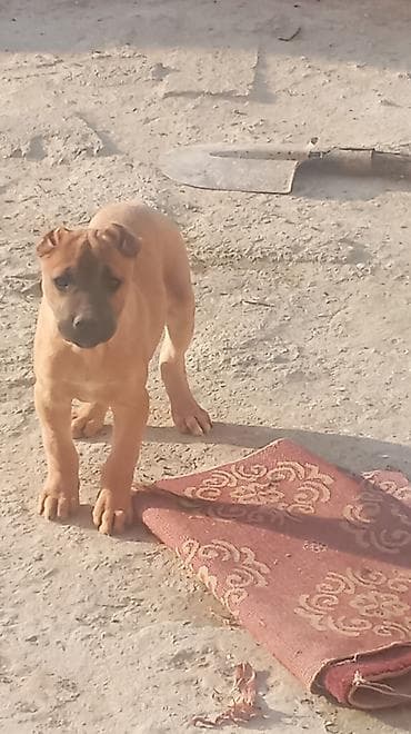 heyvanlar meymun: Pitbul, 3 ay, Erkek — 3