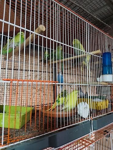 ayliq 10 azn internet: Bütün tutuquşular satılır qəfəslə birlikdə Ünvan:Zaqatala,Lahıc — 3