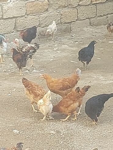 toyuq yuvası: Toyuq, Damazlıq, Ünvandan götürmə — 9