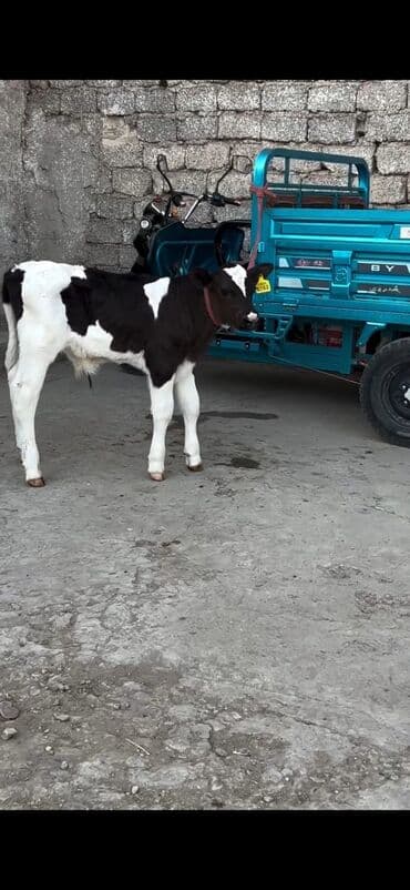 heyvanlara verilen adlar: 20 günlük erkek dana tam sağlam di — 5