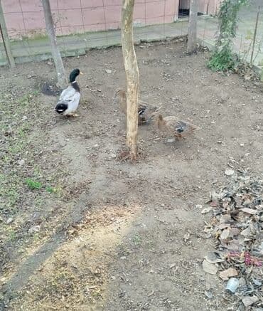 lal ordək yumurtası: Əvvəla Salam 1 erkək 2 dişi ördək satılır hərgün yumutlarıylar ünvan — 3