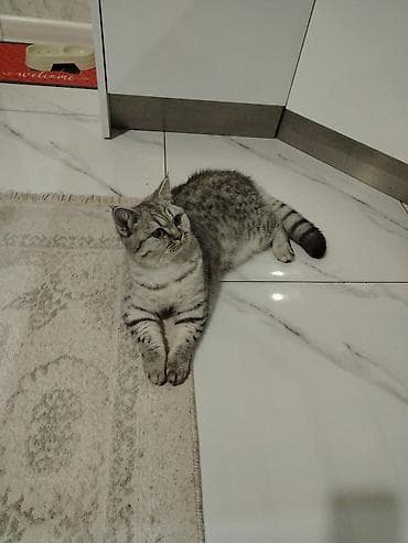 cütleşdirmek: Şinşilla, Ünvandan götürmə — 3