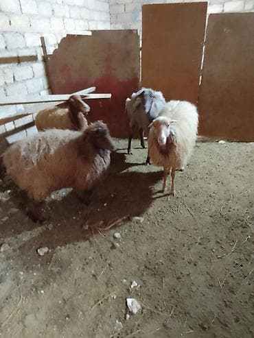 Salam xayiş edirəm bekar adamlar narahat eləməsin 2 si yeninidi 2 də — 4