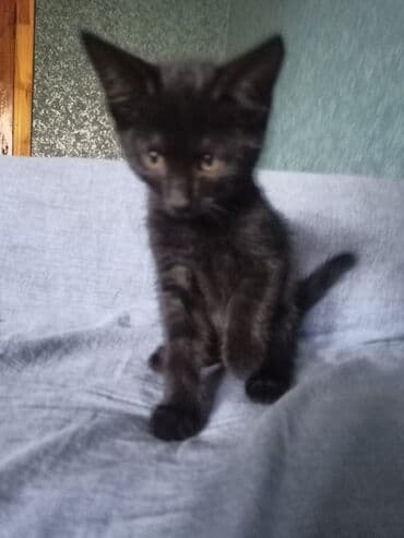 sarı pişik: Erkək, Yaxşı əllərə — 7