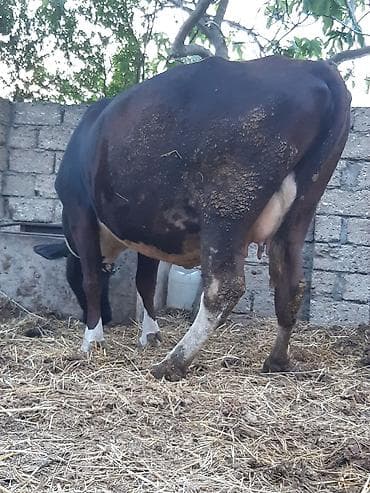simental erkek dana: Qara şives 20 gunu qaoib dogmaga 3 cu qarina unvan bine savxoz — 3