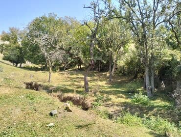 20 sot, Kənd təsərrüfatı, Mülkiyyətçi, Bələdiyyə