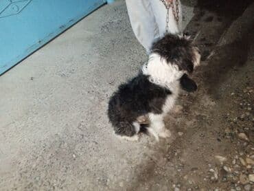 сколько стоит миниатюрный пудель: Пудель, Самец — 4